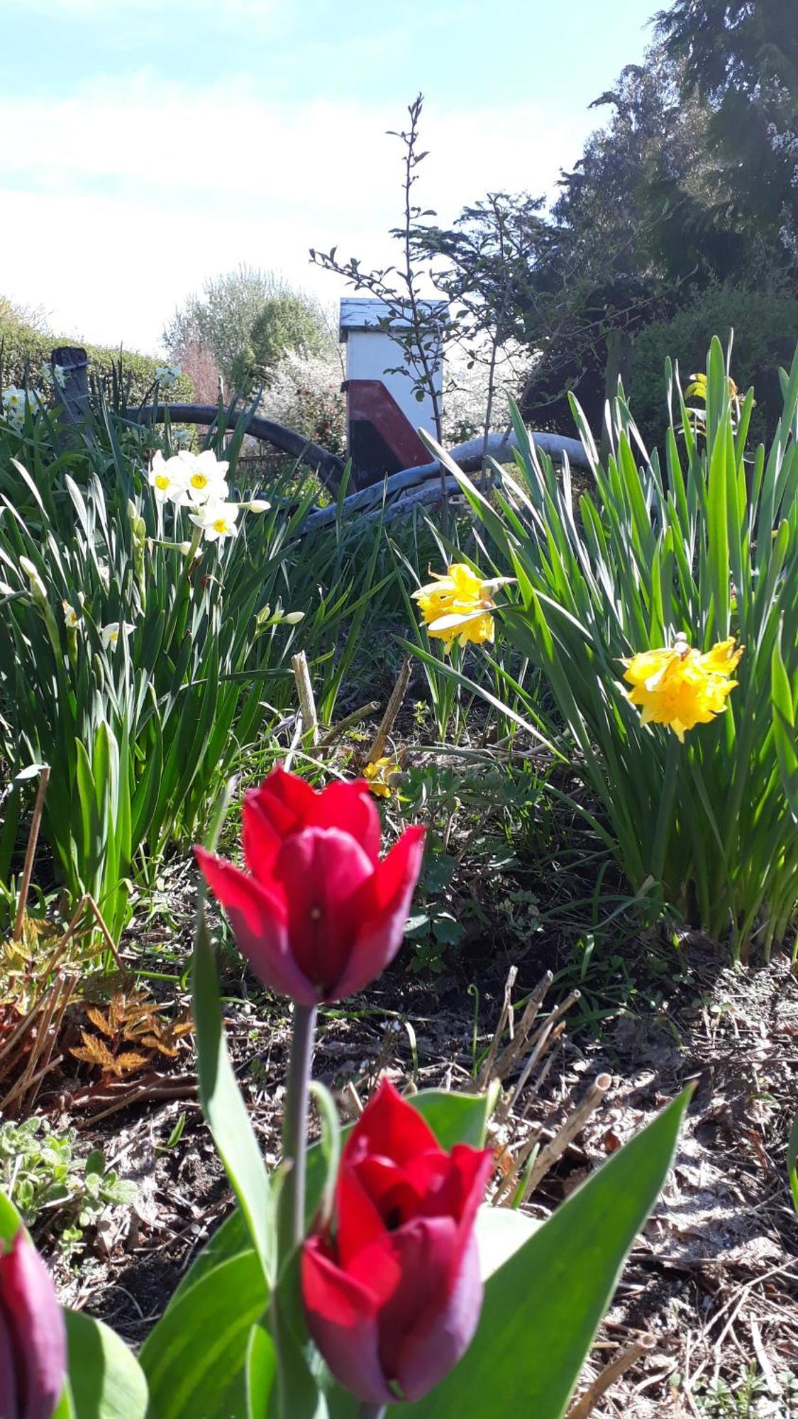 Folster Gardens Bed And Breakfast Invercargill Buitenkant foto